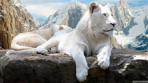 Beyaz aslan dog